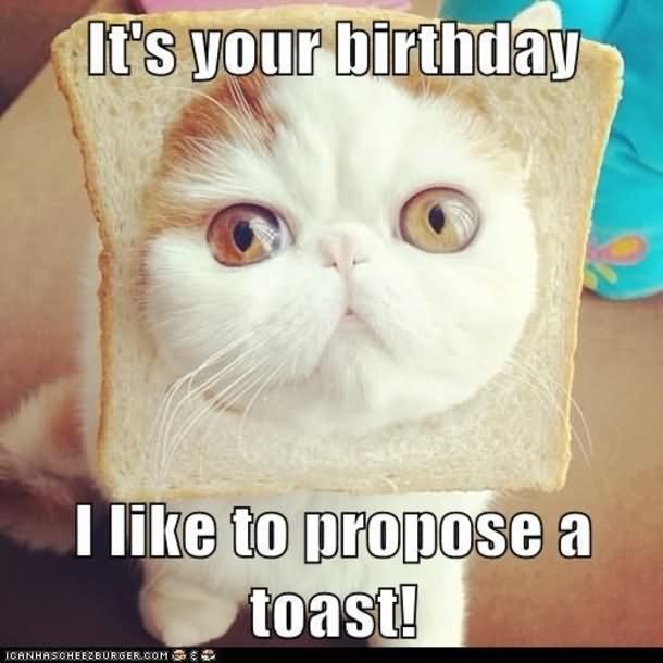 Birthday Funny Meme – kitten