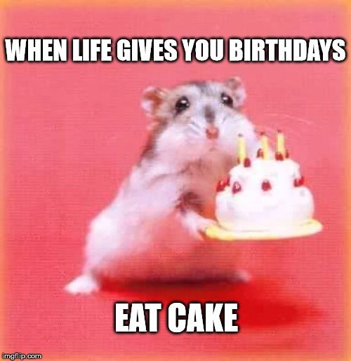 Birthday Funny Meme – little hamster
