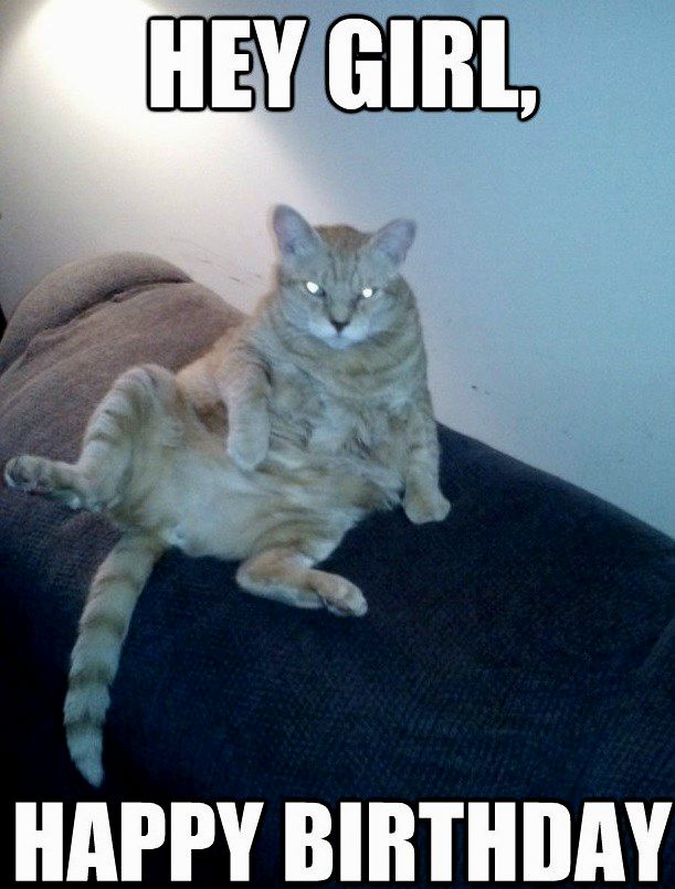 lovely funny cat birthday meme image